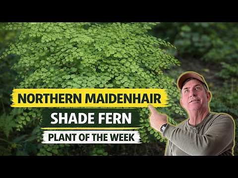 Northern Maidenhair Fern 🌿 Best Plant for Deep Shade | Plant of the Week