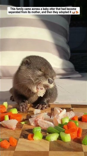 This Family Found A Lost Baby Otter, Then They Gave It A New Home...
