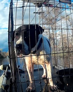319K views · 10K reactions | Scared dog was stranded on top of car during hurricane!梁 | The Koala | Facebook