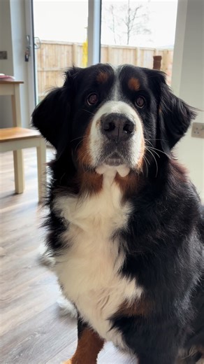 Can You Really Talk to Your Dog?