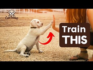 7 Essential Tips for Training Your Labrador Puppy 🐶🐾