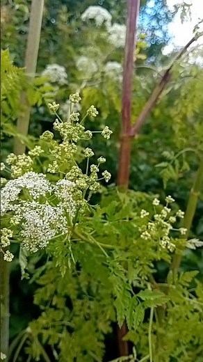 "The Hemlock that Killed Socrates: Unveiling One of the Deadliest Plants in the World"