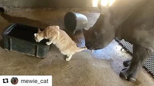 72K views · 1K reactions | When a rescued baby rhino decides it's time to groom his best pal @mewie_cat | Moby | Facebook