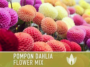 Dahlia, Pompon Flower Seeds - Heirloom Seeds, Dahlia Flower Mix, Cut Flower Seeds, Pollinator Friendly, Open Pollinated, Non-gmo - Etsy
