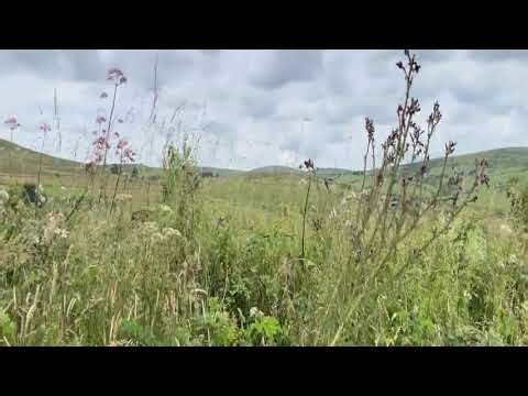 Bodmin, Cornwall Landscape