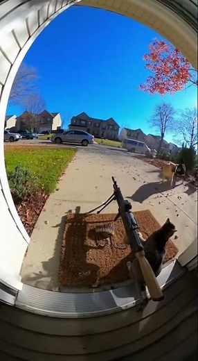 Doorbell Cam Chaos: Cat Defends Porch with “Heavy Artillery” Against Barking Dogs! 🐱 #cat #dogshorts
