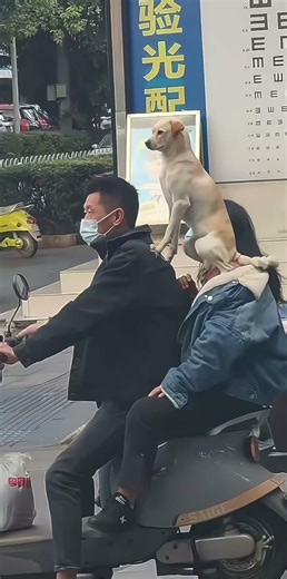 狗狗这姿势 #funnyshorts #funny #大熱門 #搞笑 #funnyvideo #shorts #short #搞笑視頻 #搞笑视频 #日常 #日常vlog #狗狗 #dog #熱門