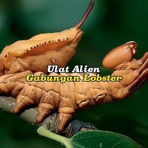 Alien caterpillars are a combination of two animals