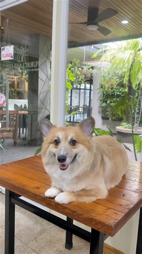 Corgi Haircut: Teddy Bear Cut FURSCLASS PET GROOMING - BACOLOD ⏰ We are Open Daily (9:00 AM - 6:00 PM) 📍Visit us at #58 Rizal Street, Brgy. 26, Bacolod City, Negros Occidental, 6100 Contact Us: ☎️ 435-9454 📱0977 731 2657 📱0969 021 3382 💵 We accept payment thru CASH, GCASH, BANK TRANSFER, DEBIT CARD and CREDIT CARD #fursclassco #fursclasspetgroomingbcd #fursclassbcd | Fursclass Pet Grooming & Supplies Bacolod