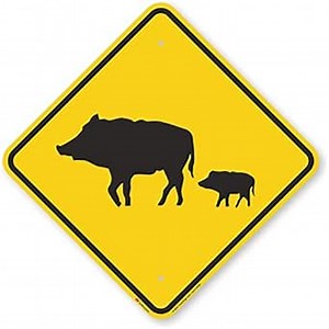 SmartSign "Pig Crossing" Sign | 18" x 18" 3M Engineer Grade Reflective Aluminum, Made in USA