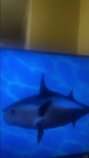 SpongeBob intro fandub aidendish isoStudios