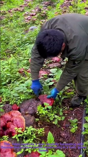 Harvesting Wild Ganoderma Lucidum: Foraging for Medicinal Reishi Mushrooms in the Forest