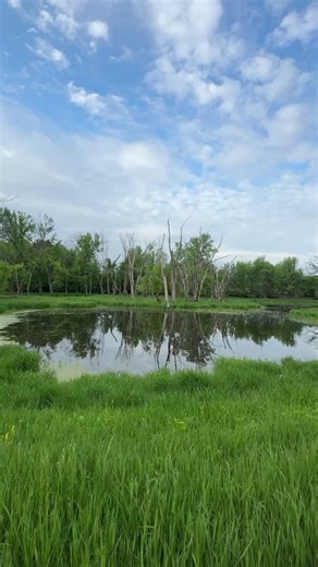 4.2K views · 102 reactions | Sound on! Can you identify the bird species calling in this video?  Our Co-Founder, Dr. George Archibald, and his team, the Craniacs, are tallying birds for conservation today during their annual Bird-a-thon in southern Wisconsin. Check back here for more updates throughout the day  黎 閭 Support the Craniacs > bit.ly/birdathonison ️ Hannah Jones/International Crane Foundation | International Crane Foundation | Facebook