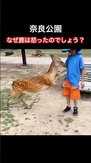 なぜ鹿は怒ったのでしょう？(奈良公園) #shorts