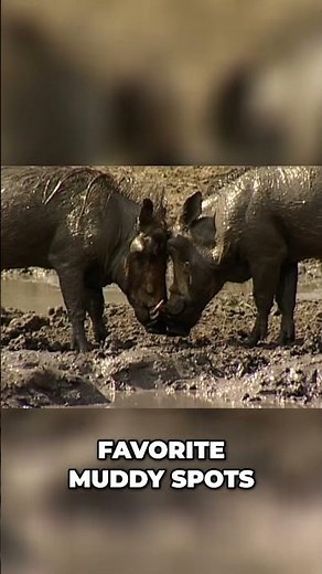 Clash of Tusks: Warthogs Battle in the Mud