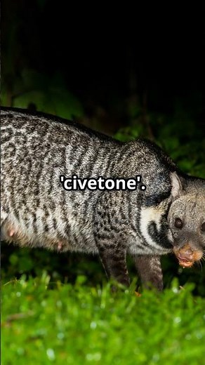 The Secretive African Civet: Fun Facts