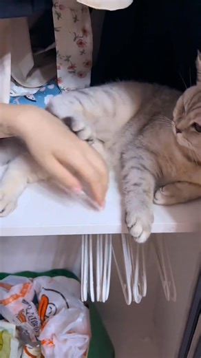 693K views · 10K reactions | Flying cat 藍藍 #funnycats #funnyanimals #petvideos #cat #catsoftiktok #fyp #usa #longervideos #cats #kitten #kittens #kittensoftiktok #fypage #fypシ゚viral #fypdong #fypsounds | Petmeowlover | Facebook