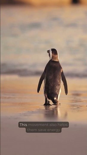 The Hidden Survival Trick Behind Penguin Walking