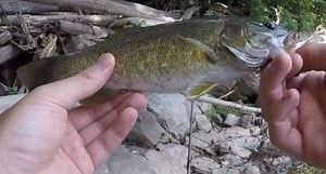 Conquering the Survival Fishing Challenge