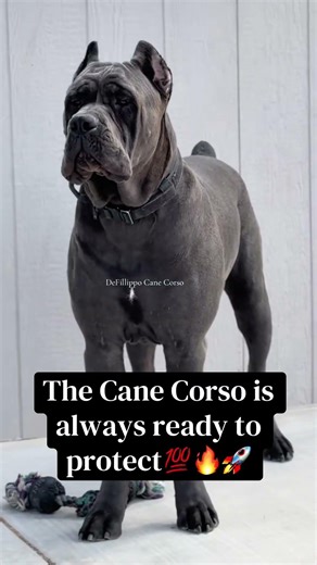 The Cane Corso is always ready to protect💯🚀 #canecorso #dogsoftiktok #viral #protection #viralvideo