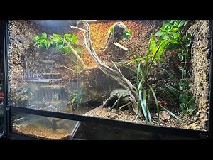 Fully bioactive Enclosure we built from scratch for a very special RedTail Boa! #reptiles #bioactive