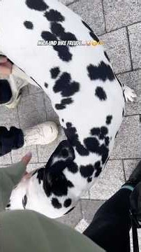 Love everything about this so much!🐷🥹🫶 #dalmatian #dog #doglove