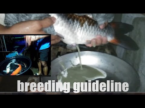 How to breed koi fish/breeding koi guideline