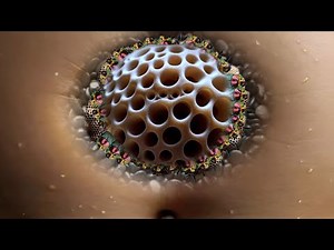 ASMR | navel belly button care asmr | relaxing cleaning animation