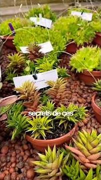 Succulents: The Winners of Climate Change. Plants of the Future