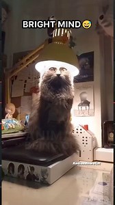 Bright Mind😅 | Animals Being Cute