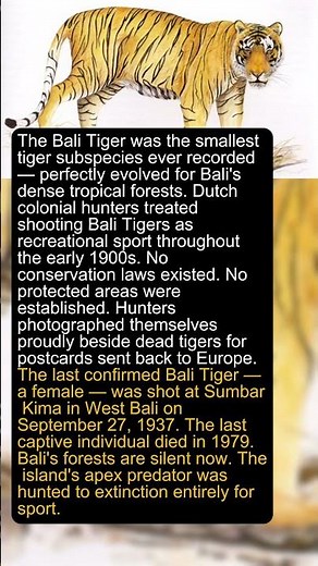 The Last Tiger Subspecies Died In A Cage In 1979 #nature #facts