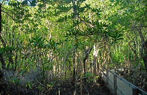 Blue carbon - what is it, where is it and why is it important?