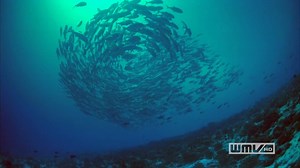 Coral Reef Adventure