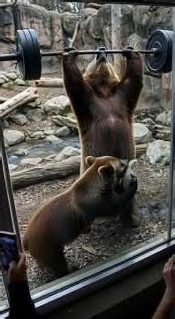 When you're hitting a PR and your baby bear brings home a 'pet' lizard!