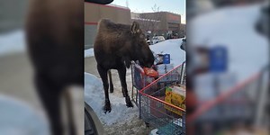 Video shows Anchorage woman shooing moose from grocery cart