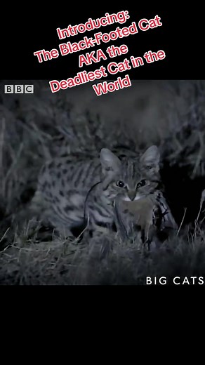Meet Felis Nigripes aka the Black-Footed Cat Deapite being the smallest wild cat in Africa; it is the deadliest cat on earth, with some having been observed killing as many as 7 vertebrates in one night. When in heat, females mate every 20 to 50 minutes, though they have short in heat cycles of five to 10 hours, ensuring tom cats fight for access. #animals #animalsoftiktok #cats #catsoftiktok #nature