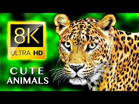 CUTE ANIMALS 8K ULTRA HD