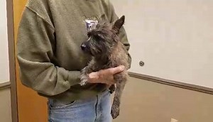 Cairn Rescue USA on Reels