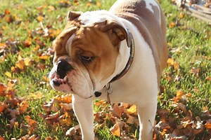 Australian Bulldog vs English Bulldog: What’s The Difference?