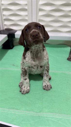 #bigdogsoftiktok #gspsoftiktok #germanshorthairedpointer #gsp #gspcommunity