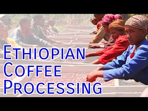 Ethiopian Coffee Processing