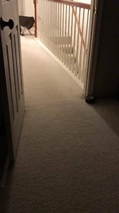 Yes. I do work out. #studpup #pitbullzoomies #TheHandsomeness | Oscar The Happy: Chained to Cherished