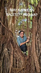 1.9K reactions · 87 shares | The word "Kapre" is believed to have roots in the Arabic word "kaffir," which was used by Muslim traders to refer to non-Muslims, Over time, this term evolved into the Kapre as we know it. The Kapre is a mythical creature, a tall, dark, hairy being that is often depicted smoking a large cigar and living in trees. | Kuya Kim Atienza | Facebook