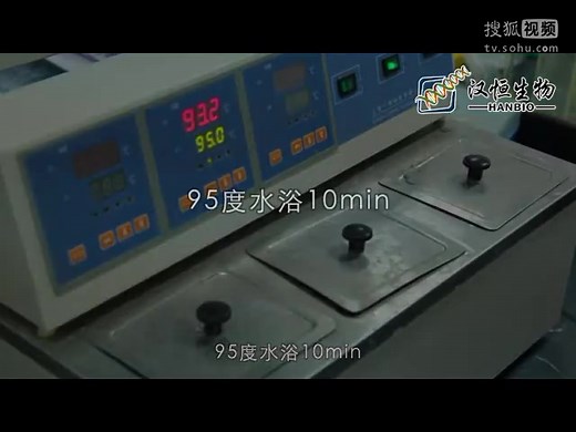 western blot实验操作视频A蛋白样品的提取及处理