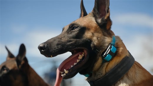 This guy stepped into a bite suit and faced trained attack dogs