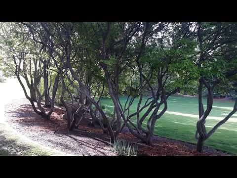 Amur Maple / Acer ginnala