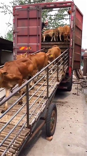 How Much Is a Hybrid Yellow Calf Worth? | Rural Cattle Farming Life