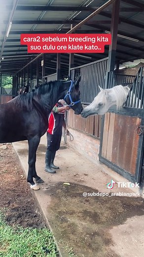 Arabian Horse Breeding Tips and Insights