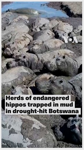 6.9K views · 105 reactions | ▶️ Herds of endangered hippos are stuck in drying ponds in Botswana's northwest as the El Nino-induced drought takes its toll on wildlife. In Botswana, home to one of the world’s largest hippopotamus populations, around 500 hippos are stranded as blistering heat dries up water sources, Moemedi Batshabang, director of the Department of Wildlife and National Parks, told VOA. #hippo #botswana #voanews | Voice of America | Facebook