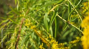 Common praying mantis, Mantis religiosa. Large predatory insect. The forelimbs are adapted for grasping food.